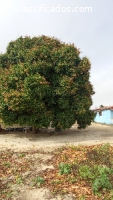 Chácara med. 2.5 hectares em Cerro Corá R$ 260.000,00