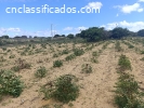 Sitio medindo 10 hectares na Serra de Santana R$370.000,00